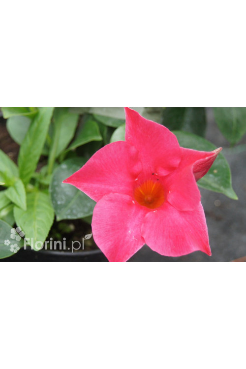 Sundaville 'Pink' | Sundaville