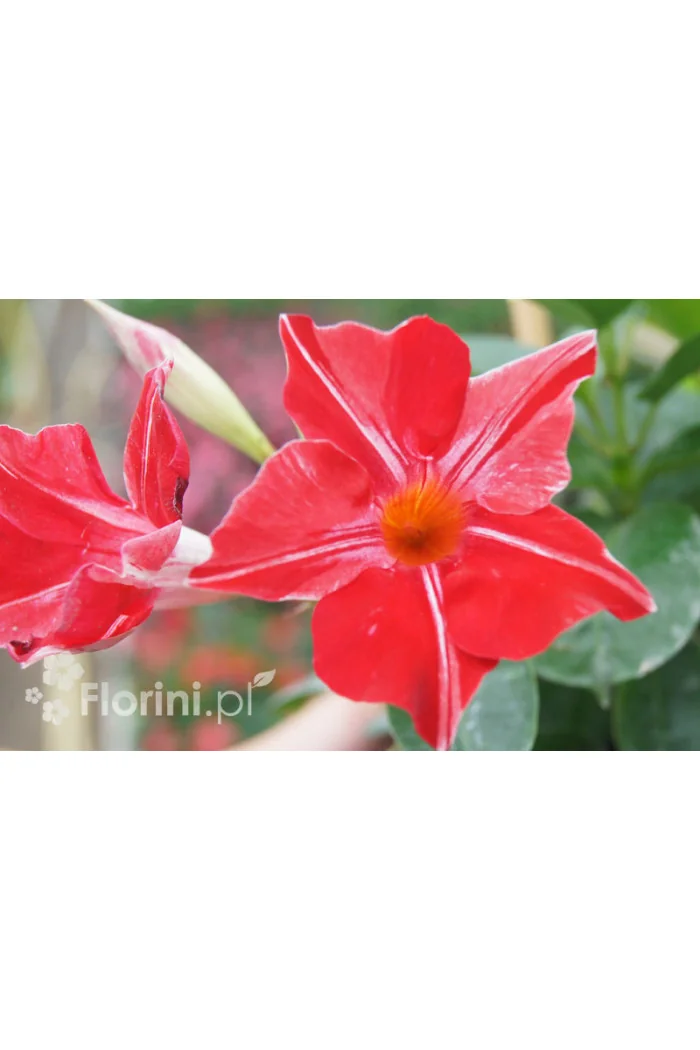 Sundaville 'Red Star' | Sundaville