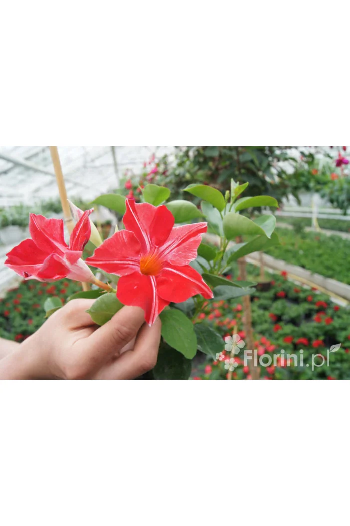 Sundaville 'Red Star' | Sundaville