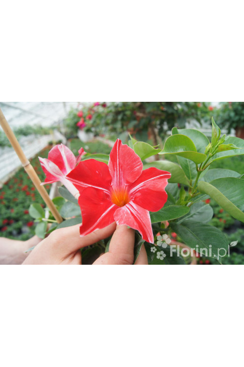 Sundaville 'Red Star' | Sundaville