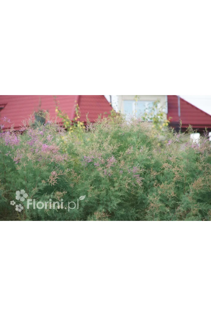 Tamaryszek francuski | Tamarix gallica