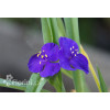 trzykrotka, Trzykrotka Andersona, Tradescantia