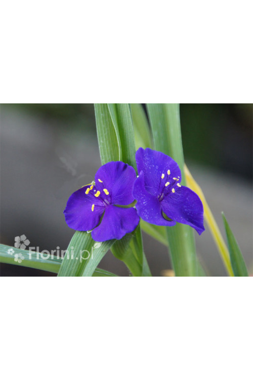 trzykrotka, Trzykrotka Andersona, Tradescantia