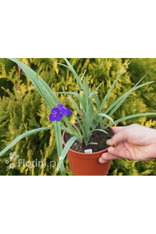 trzykrotka, Trzykrotka Andersona, Tradescantia