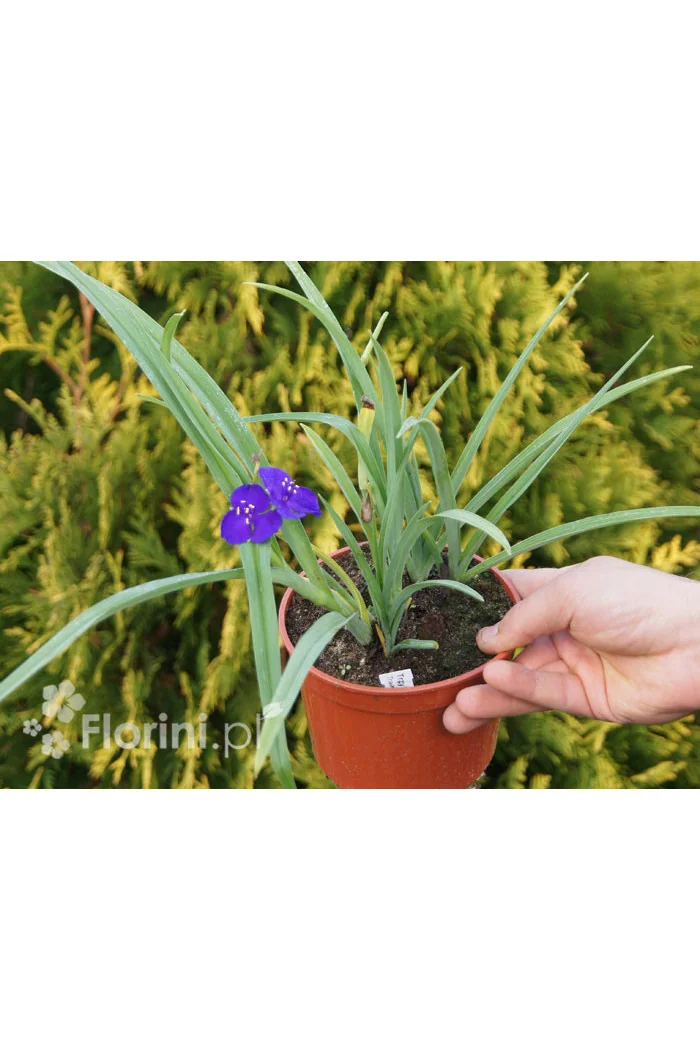 trzykrotka, Trzykrotka Andersona, Tradescantia