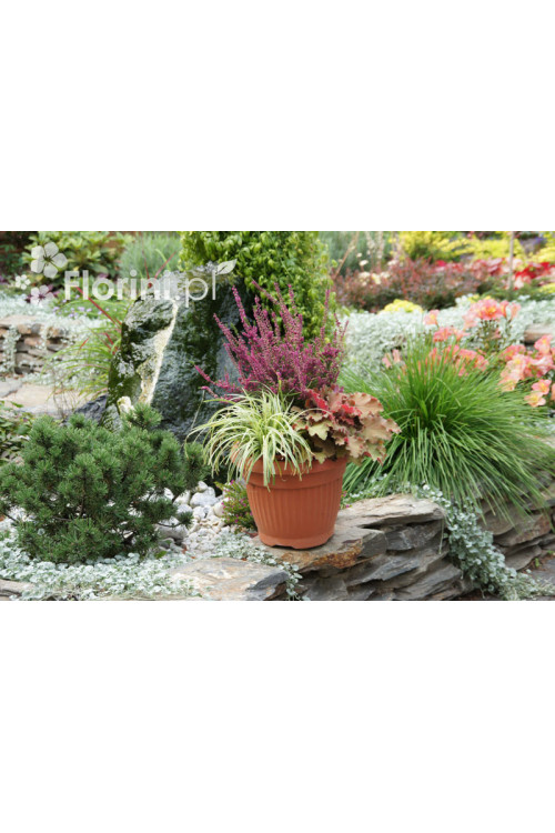 turzyca, turzyca morrowa, turzyca Silver Sceptre, carex