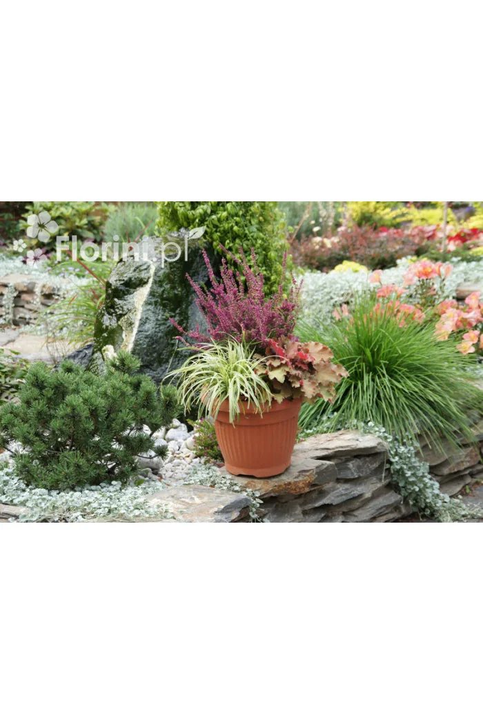 turzyca, turzyca morrowa, turzyca Silver Sceptre, carex