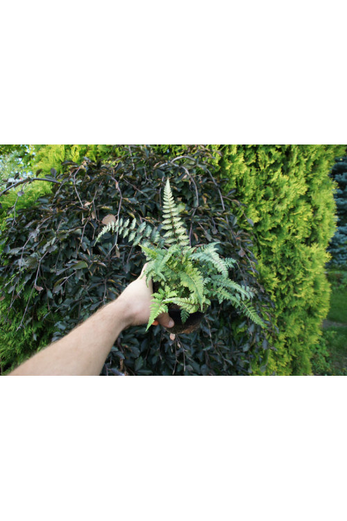 wietlica, wieltlica Metalicum Red Beauty