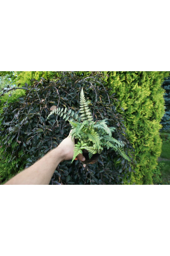 wietlica, wieltlica Metalicum Red Beauty