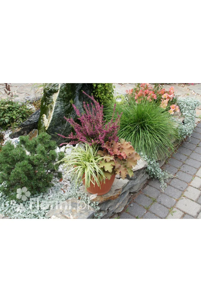 turzyca, turzyca morrowa, turzyca Silver Sceptre, carex