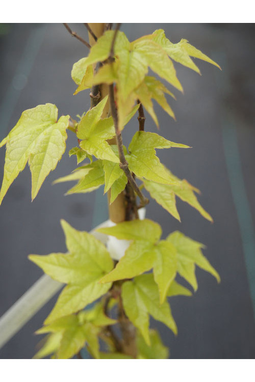 Winobluszcz, winobluszcz Fenway Park, winobluszcz o żółtych liściach, Parthenocissus