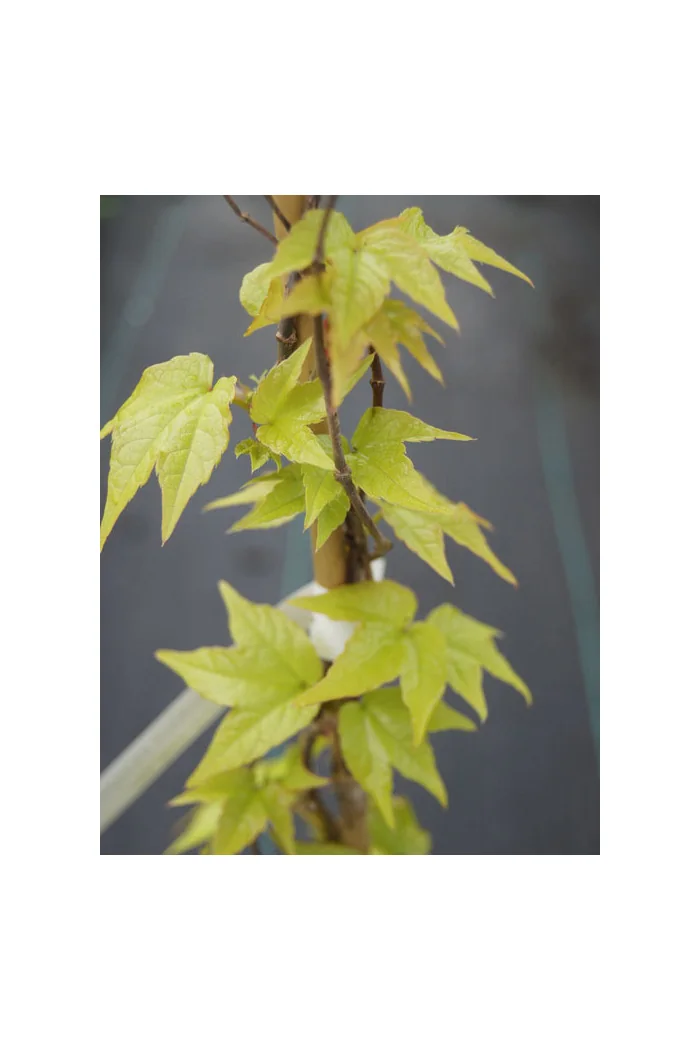 Winobluszcz, winobluszcz Fenway Park, winobluszcz o żółtych liściach, Parthenocissus