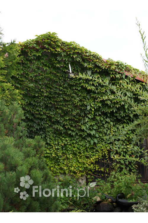 Winobluszcz trójklapowy 'Veitchii' [szczepiony!] | Parthenocissus tricuspidata
