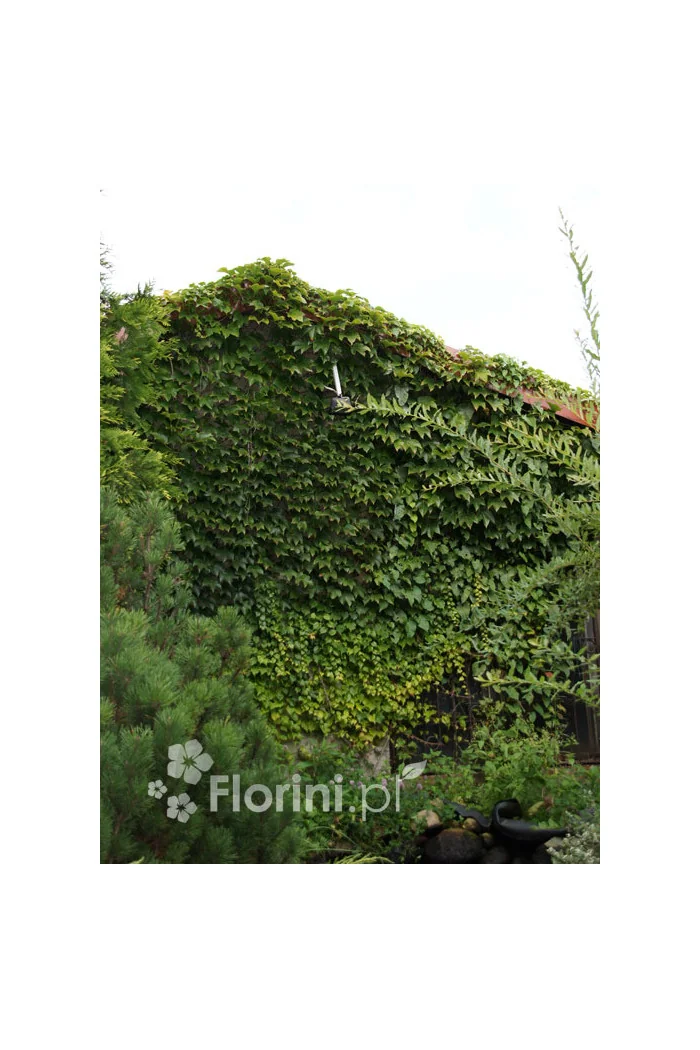 Winobluszcz trójklapowy 'Veitchii' [szczepiony!] | Parthenocissus tricuspidata