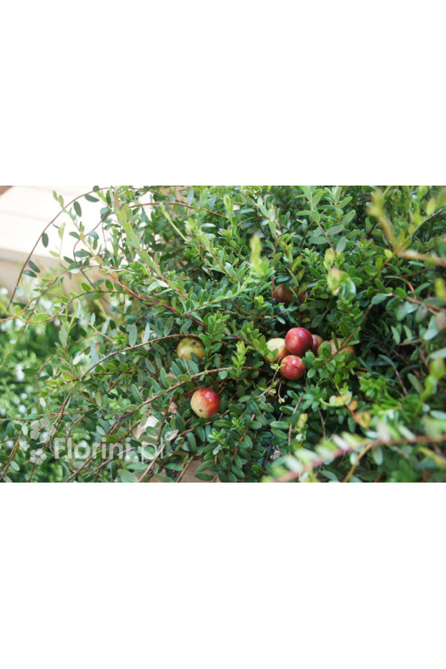 Żurawina wielkoowocowa Vaccinium macrocarpon