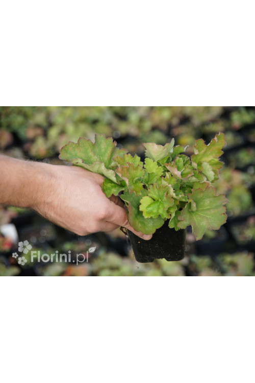 żurawka, żurawka Dales Strain, heuchera