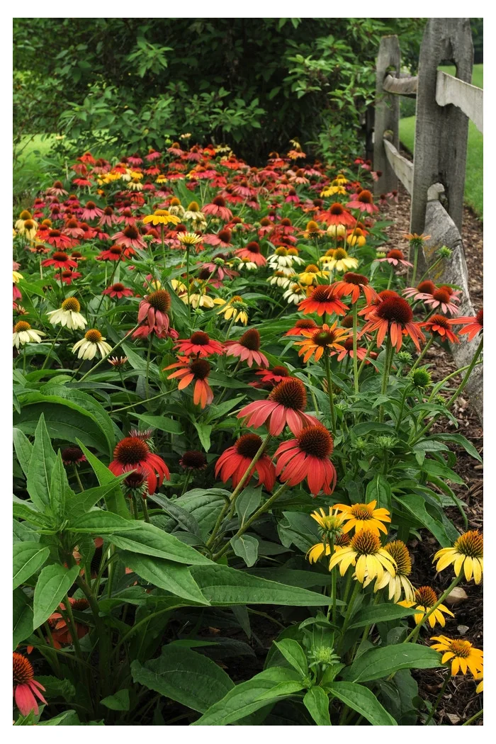 jeżówka, echinacea, jeżówka Cheyenne Spirit, sadzonki jeżówek, byliny lata, kwitnące jeżówki, sadzonki echinacea
