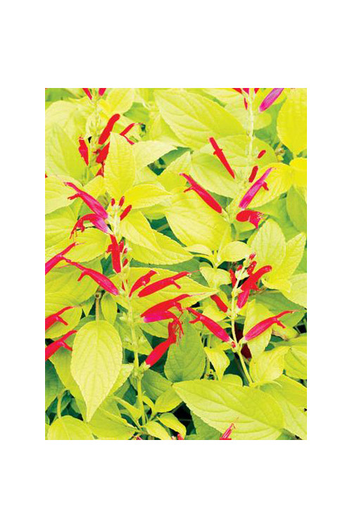 Szałwia 'Golden Delicious' Salvia elegans