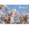 Świdośliwa kanadyjska | Amelanchier lamarckii