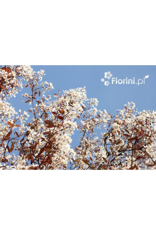 Świdośliwa kanadyjska | Amelanchier lamarckii