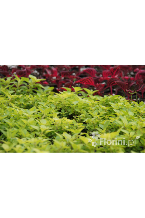 Oregano 'Aureum' Origanum vulgare