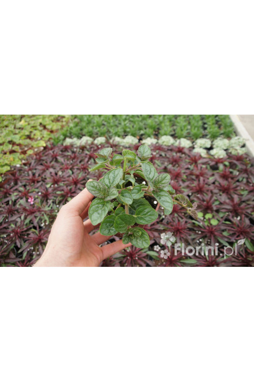 Mięta jagodowo-śmietankowa Mentha 'Berries & Cream'