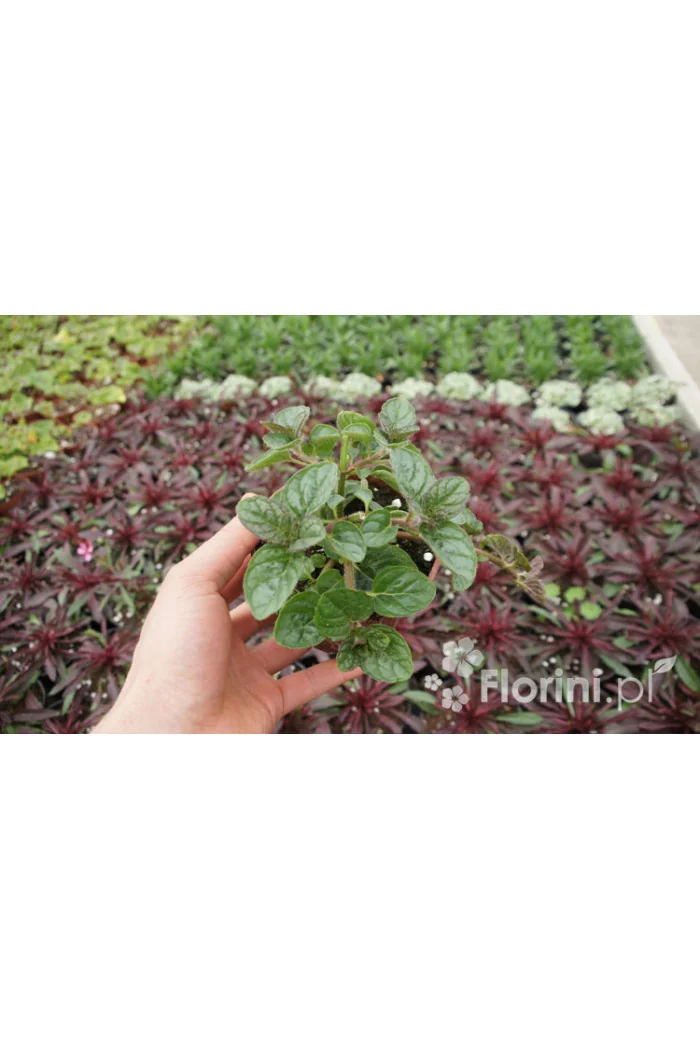 Mięta jagodowo-śmietankowa Mentha 'Berries & Cream'