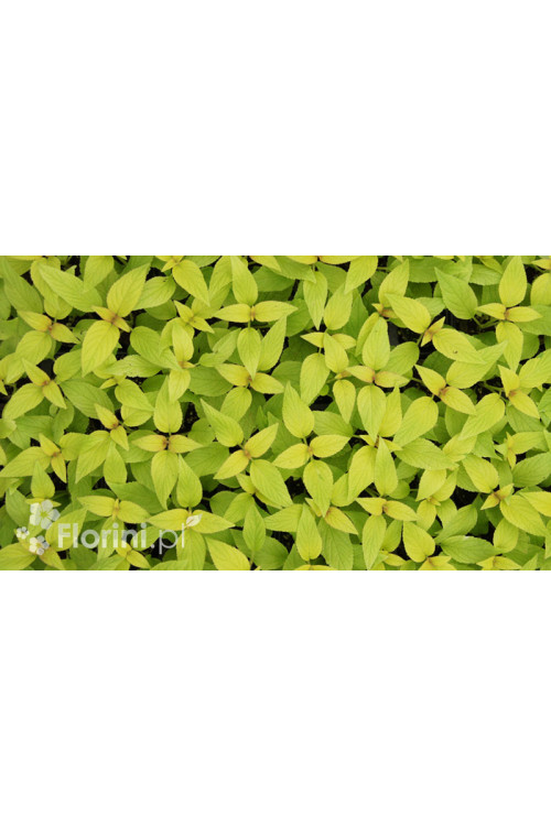 Szałwia 'Golden Delicious' Salvia elegans