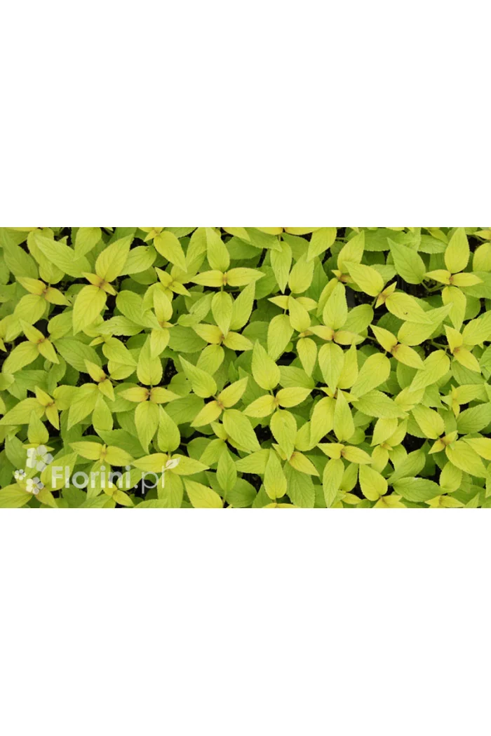 Szałwia 'Golden Delicious' Salvia elegans