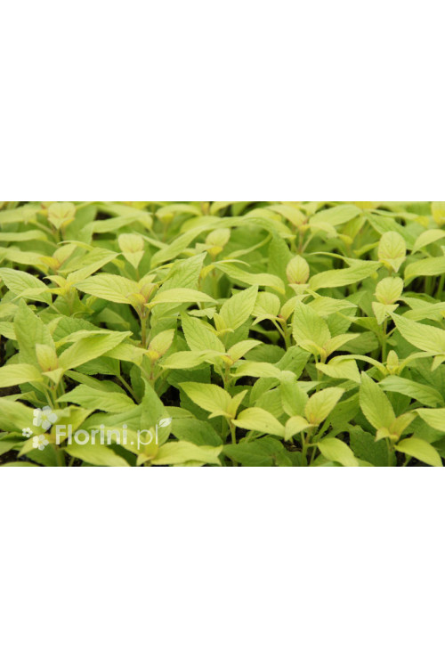 Szałwia 'Golden Delicious' Salvia elegans