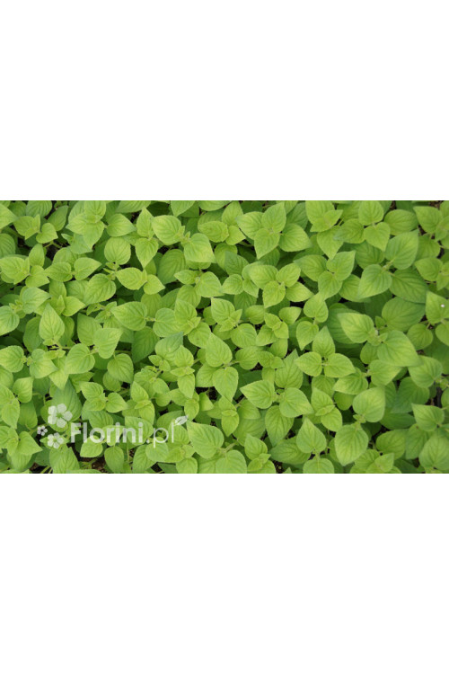 Szałwia 'Honey Melon' Salvia elegans