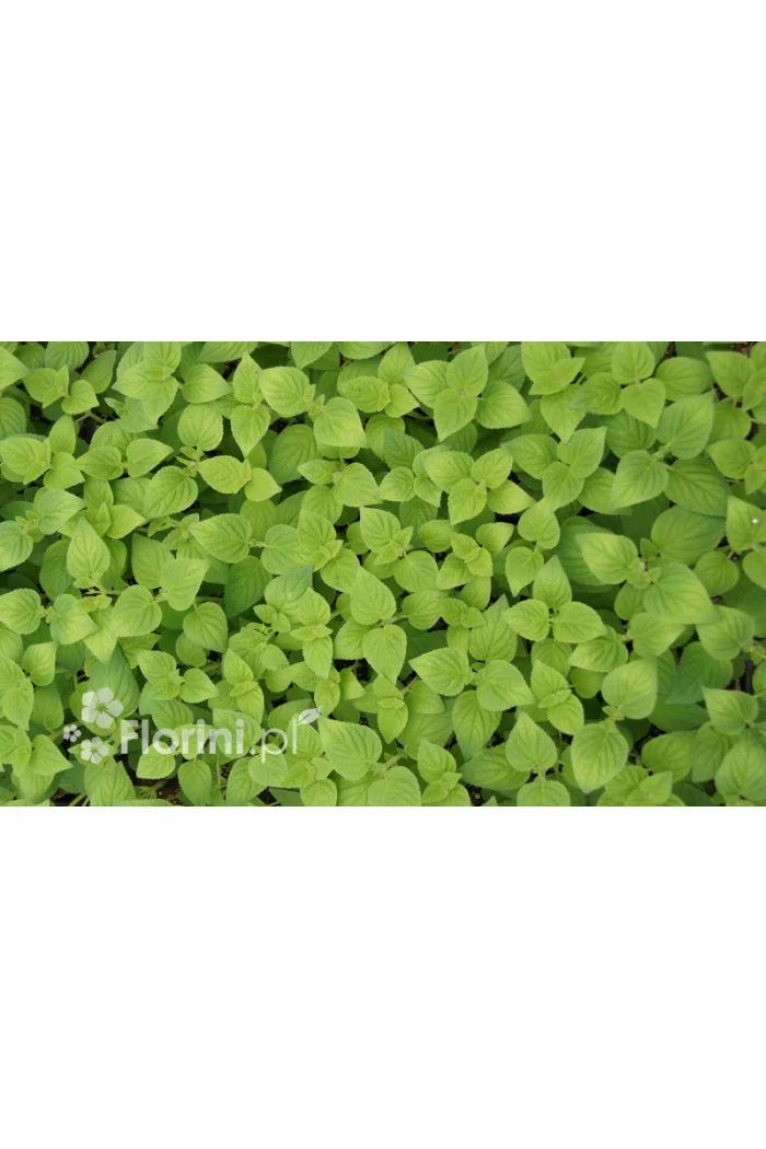 Szałwia 'Honey Melon' Salvia elegans