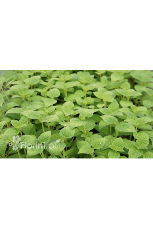 Szałwia 'Honey Melon' Salvia elegans