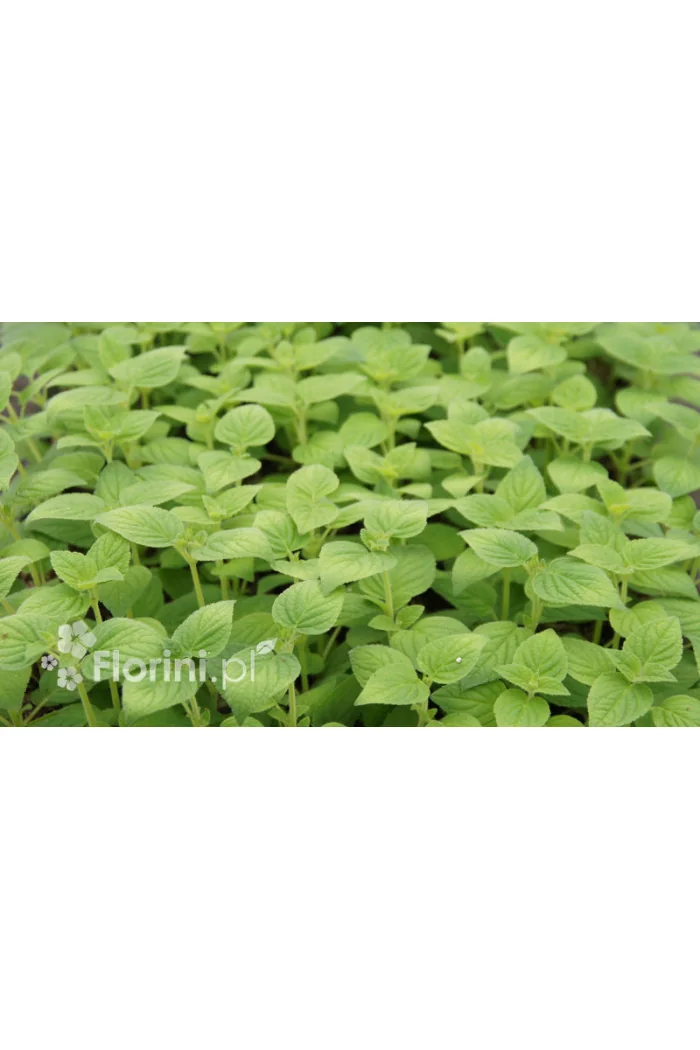 Szałwia 'Honey Melon' Salvia elegans