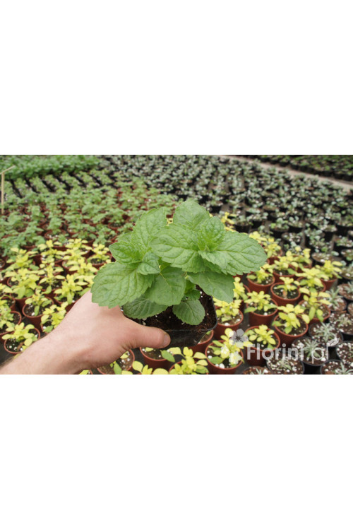 Mięta szwajcarska Mentha x piperita 'Swiss'