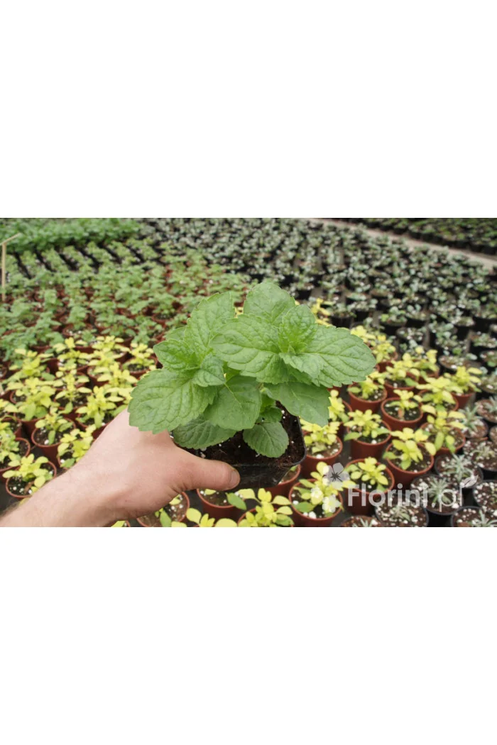 Mięta szwajcarska Mentha x piperita 'Swiss'