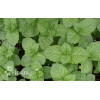 Mięta szwajcarska Mentha x piperita 'Swiss'