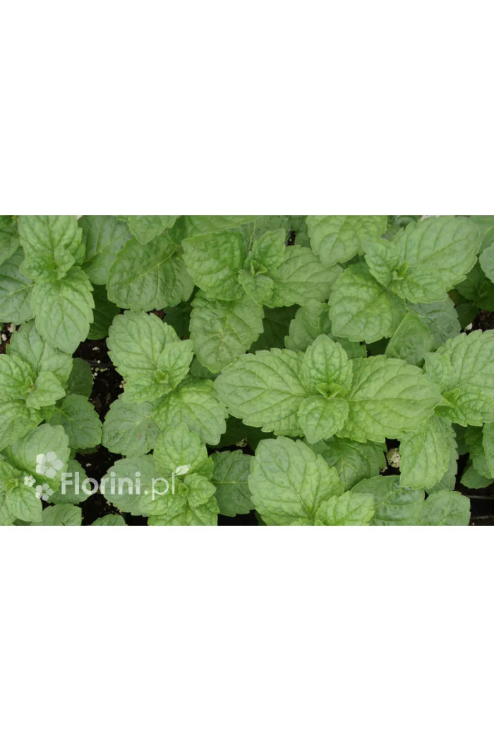 Mięta szwajcarska Mentha x piperita 'Swiss'