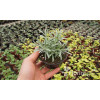 Curry - Helichrysum 'Tall Curry' | Helichrysum angustifolia