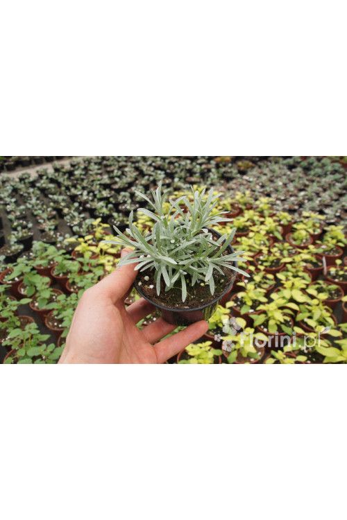 Curry - Helichrysum 'Tall Curry' | Helichrysum angustifolia