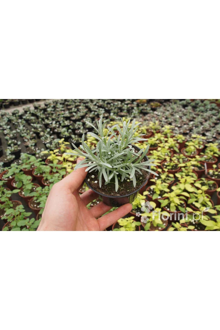 Curry - Helichrysum 'Tall Curry' | Helichrysum angustifolia