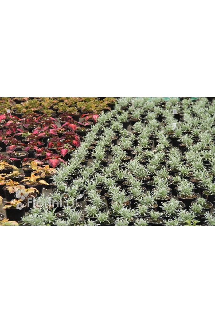 Curry - Helichrysum 'Tall Curry' | Helichrysum angustifolia