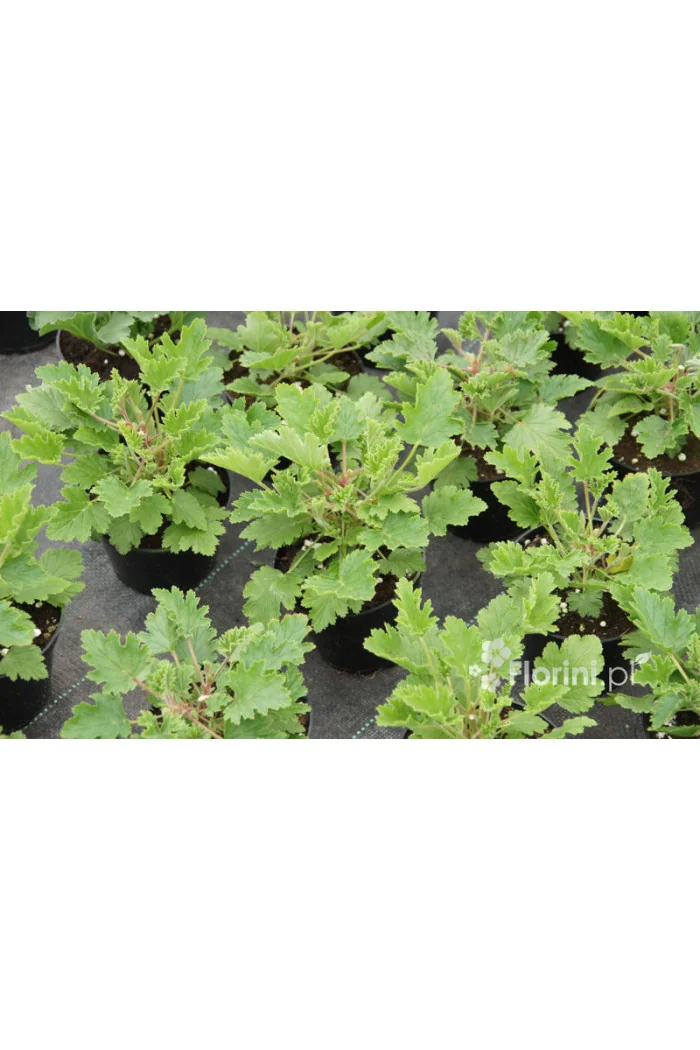 pelargonia zapachowa, pelargonia cytrynowa, pelargonia o zapachu cytryny