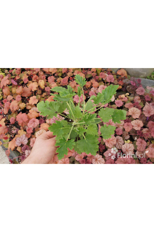 pelargonia zapachowa, pelargonia cytrynowa, pelargonia o zapachu cytryny