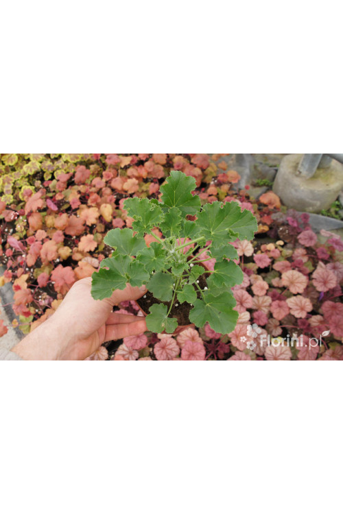 pelargonia zapachowa, pelargonia o zapachu coli