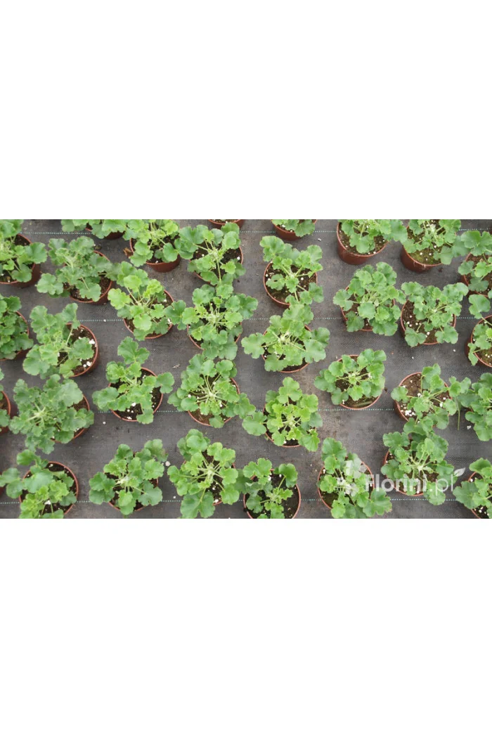 pelargonia zapachowa, pelargonia o zapachu coli