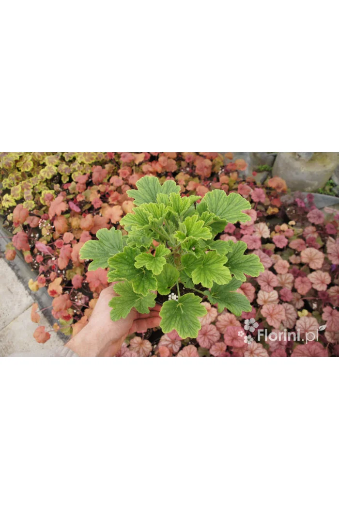 pelargonia zapachowa, pelargonia pomarańczowa