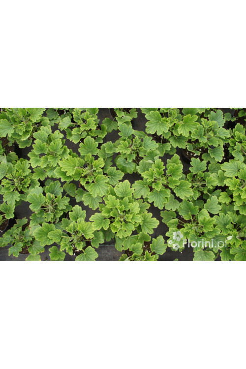 pelargonia zapachowa, pelargonia pomarańczowa