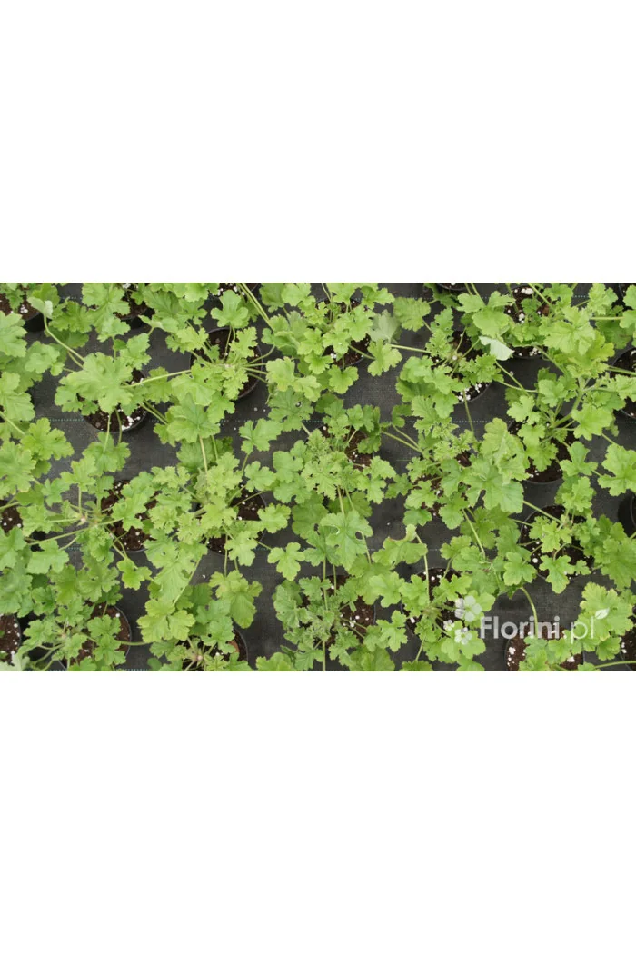 pelargonia zapachowa, pelargonia różana, pelargonia o zapachu róży