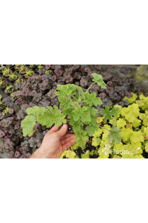 pelargonia zapachowa, pelargonia różana, pelargonia o zapachu róży